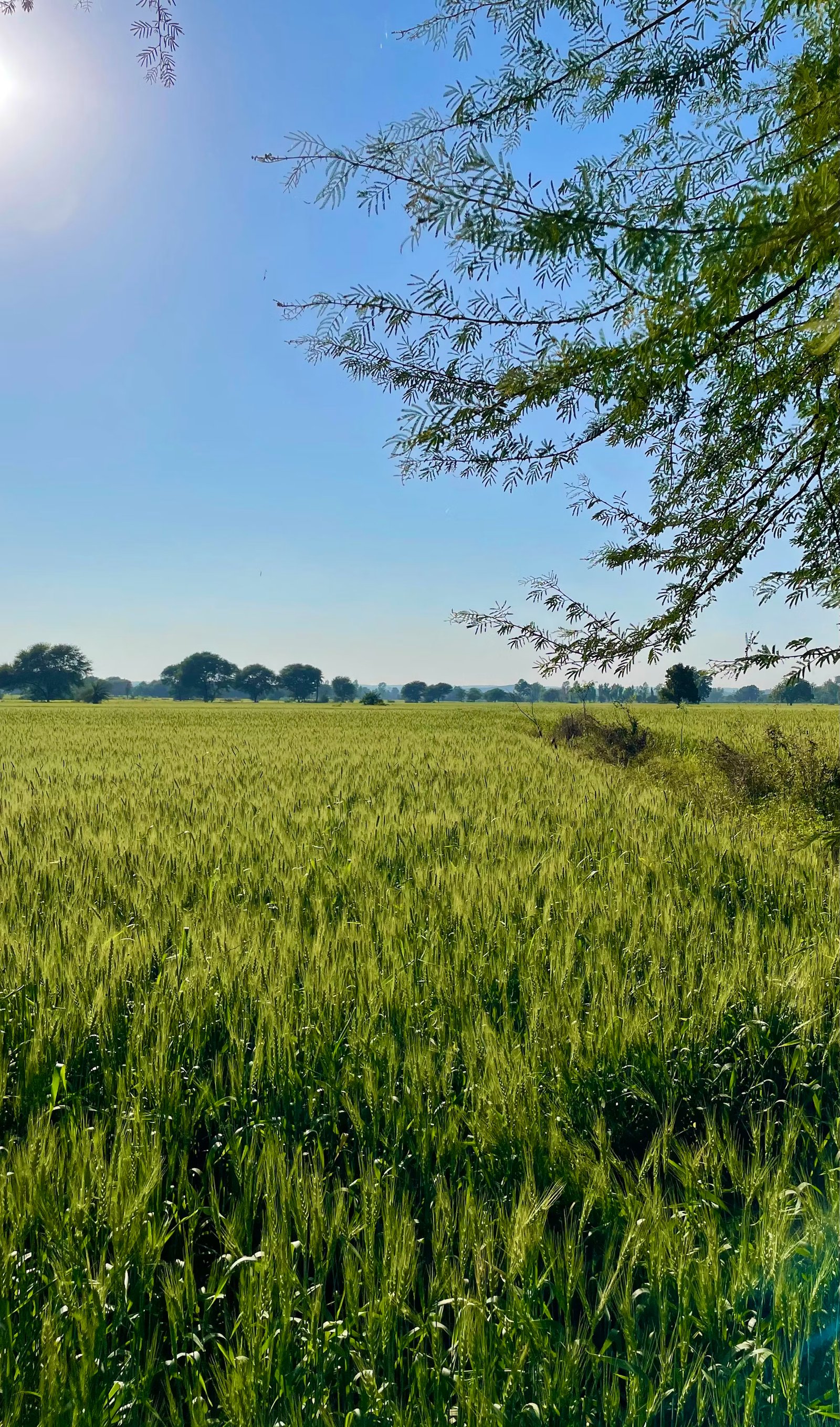 Lush green crop field