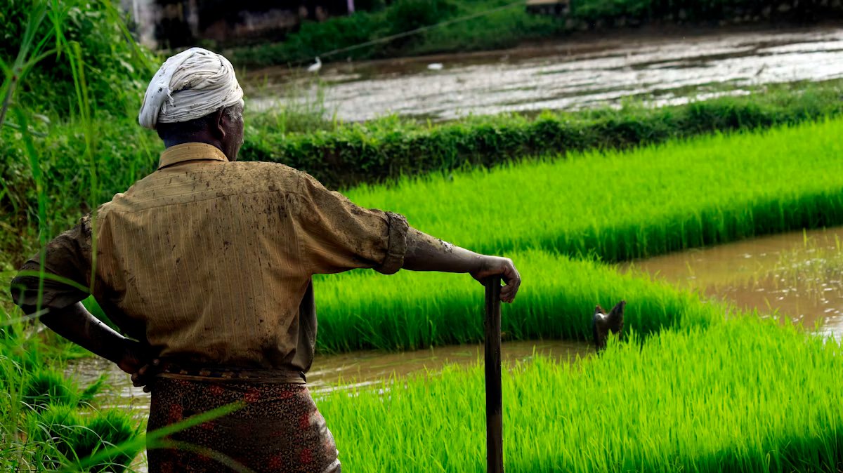 Farmer in rice paddy field