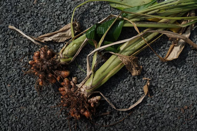 Freshly harvested turmeric roots